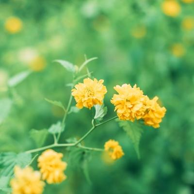 挨饿荒野华为下载